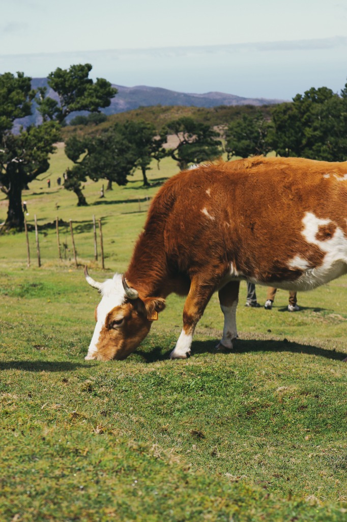 Hacienda y gestión de lotes
