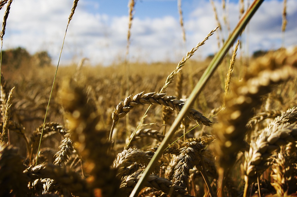 Cultivo de trigo
