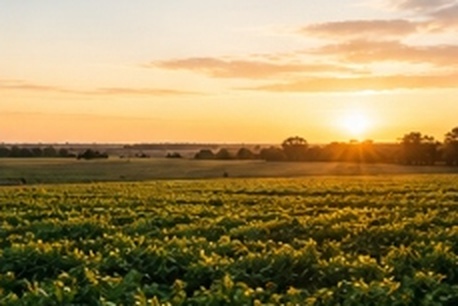 Lote agrícola al atardecer