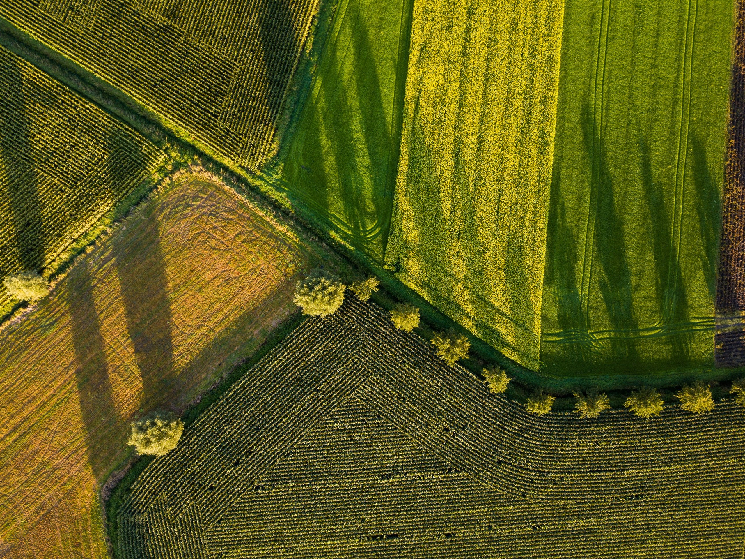 Campos agrícolas y cultivos argentinos